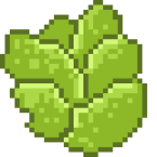 Cabbage
