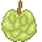 Sugar Apple