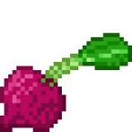 Beetroot (UK) Beet (US)